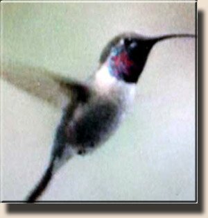 Рубиногорлый колибри