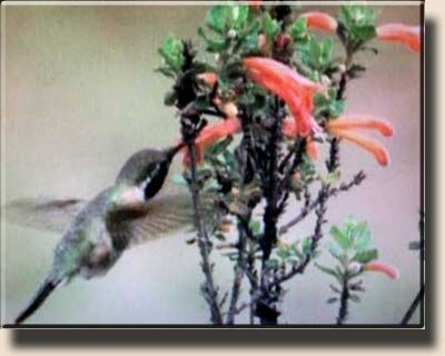 Рубиногорлый колибри