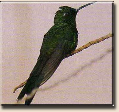 Кубинский изумрудный колибри (Chlorostilbon ricordii)