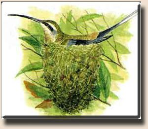 Длиннохвостая колибри