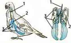 Дыхательная система птицы