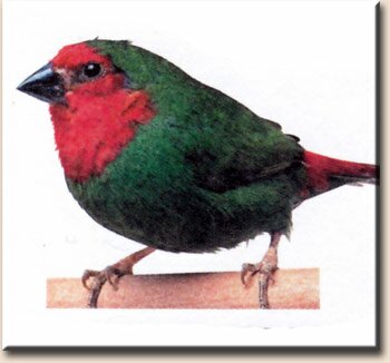 Красноголовая попугайная амадина (Erythrura psittacea)