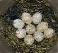 Гнездо синицы-московки