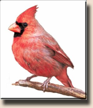 Красный, или виргинский, кардинал (самец)