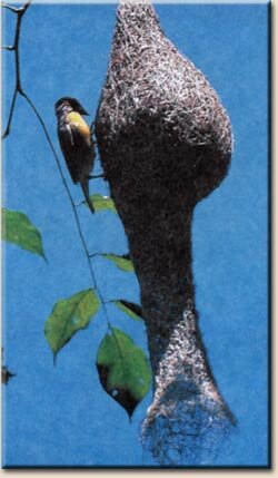 Филиппинский ткачик или байя (Ploceus philippinus)