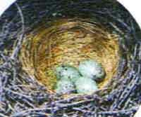 Гнездо щура