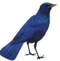 Синяя птица 
