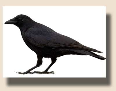 Черная ворона (Corvus corone)