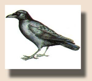 Большеклювая ворона (Corvus macrorhynchos)
