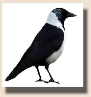 Даурская галка (Corvus davurieus)