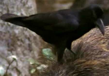 Большеклювая ворона (Corvus macrorhynchos)