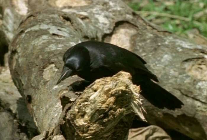   (Corvus moneduloides)