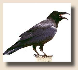   (Corvus corax)